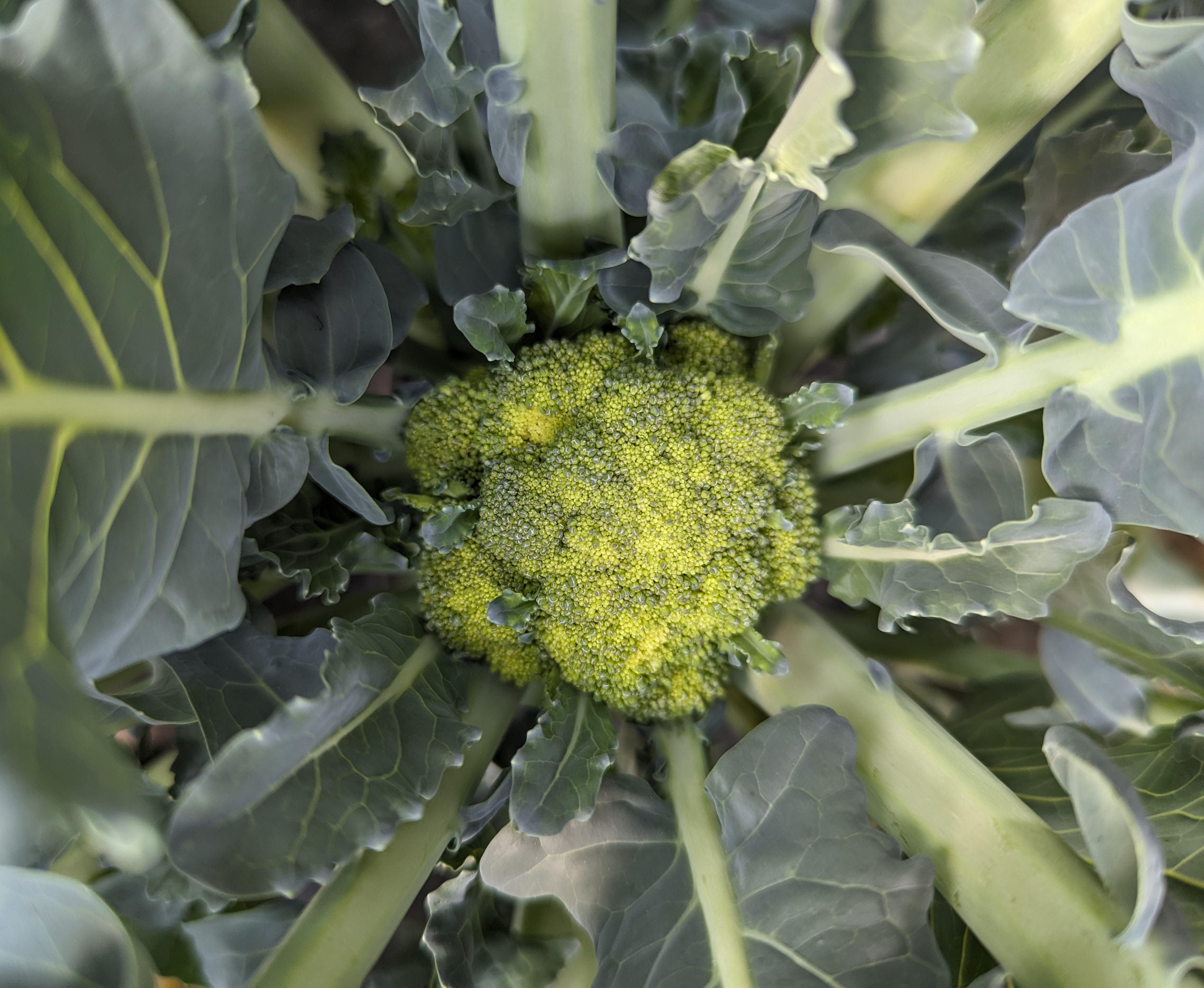Broccoli showing signs of heat stress.